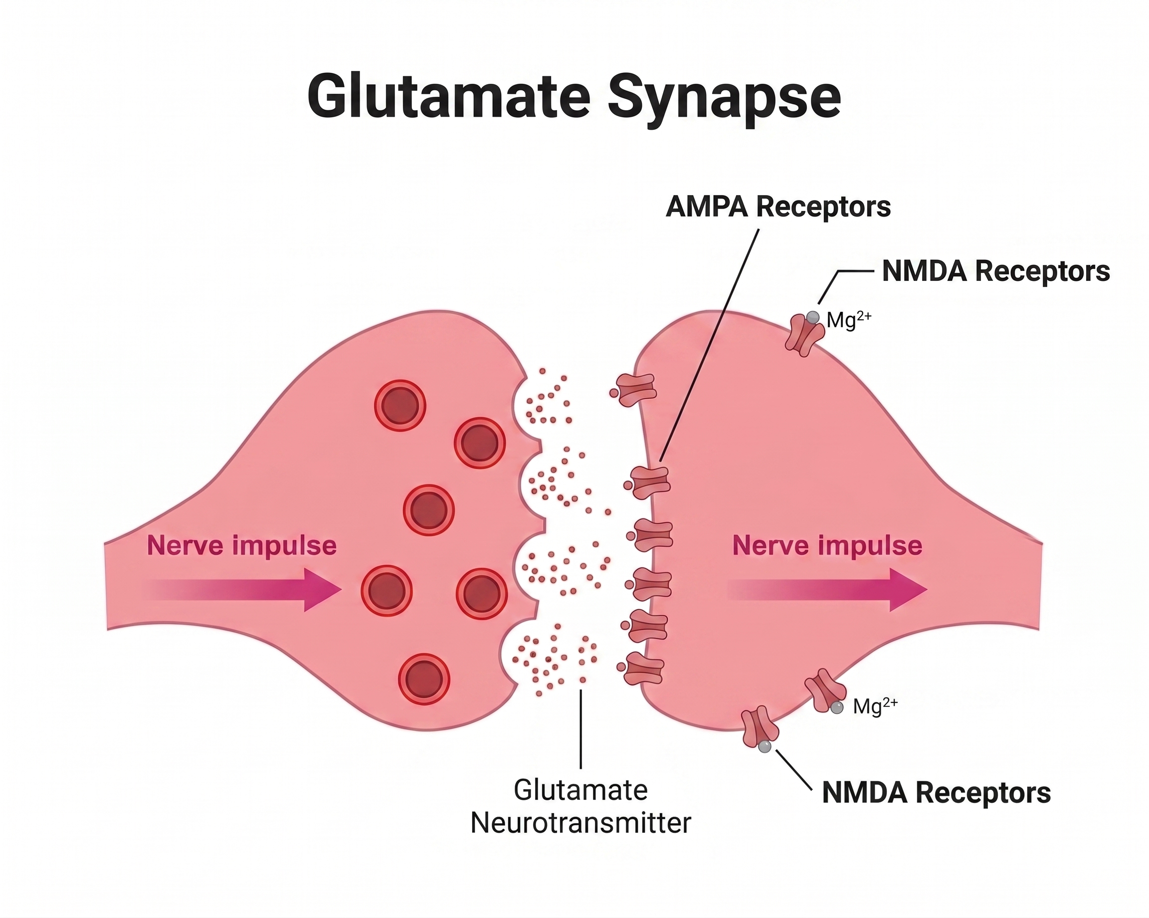 Glutamate / NMDA synapse
